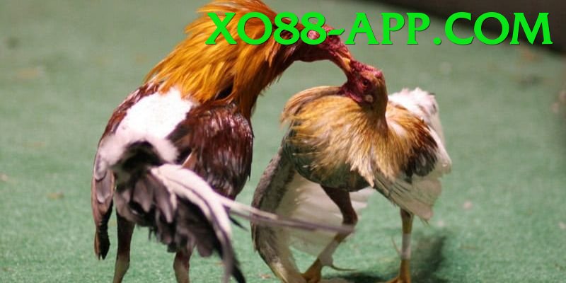 Cách Đọc Kèo Đá Gà - Open Beta