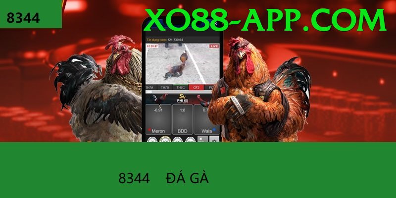 Đá Gà Trực Tiếp - xo88 - PvP
